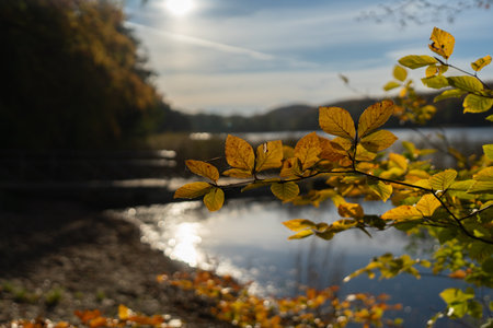 Autumn landscape with yellow leaves on the bank of the river.の写真素材
