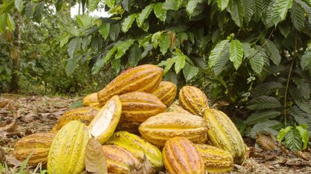 Dolly Shot Of Cocoa Fruits Accumulated In The Ground Ecuadorの写真素材