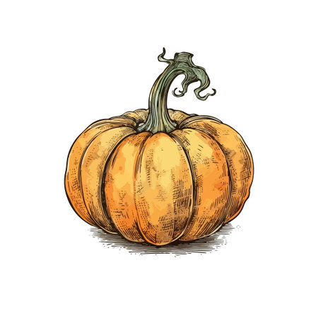 Pumpkin sketch. Hand drawn vector illustration. Isolated on white background.のイラスト素材