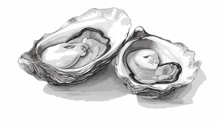 Oysters isolated on white background. Hand drawn vector illustration.の素材
