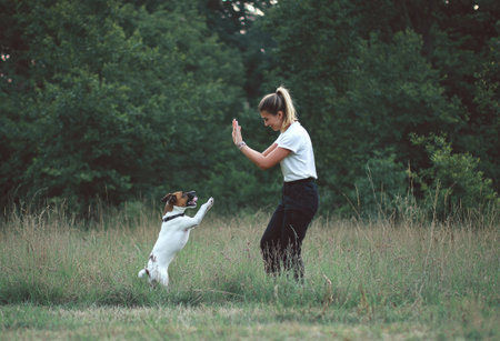 Woman in a field with a dog, performing a trick with a raised hand. Trees form backdropの素材