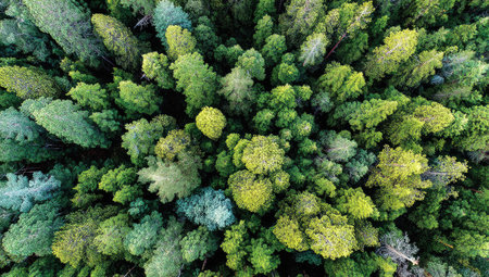 Bird&#39;s-eye view of lush green forest canopy; various shades and texturesの素材