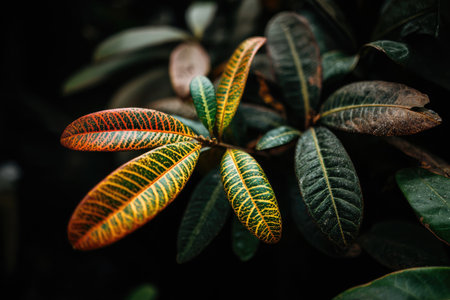 Close-up shows vibrant plant leaves with green, yellow, and red hues, against a dark backgroundの素材