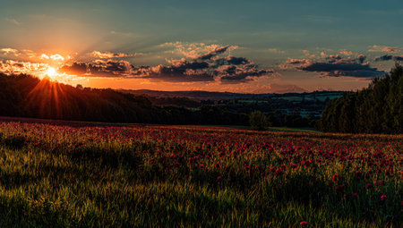 A vibrant sunset illuminates a vast field of wildflowers under a dramatic sky. Warm colors of orange and red dominate the scene, contrasted by the dark silhouette of trees. The composition features strong lines and natural lighting. Suitable for diverse commercial or editorial applications.の素材