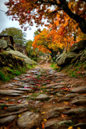 A stone pathway winds through a forest in autumn, leading the viewer's eye. The scene is filled with the vibrant colors of fall foliage, including shades of orange and red. Overhead sunlight filters through the trees. This image is suitable for editorial content and can be used for various visual projects.の素材