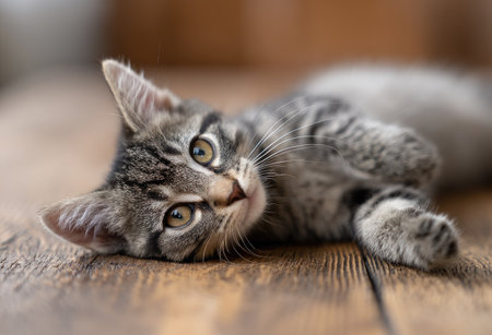 A close-up view shows a tabby cat lying on a textured wooden surface. The cat, with its distinctive striped pattern, is positioned with soft lighting. The composition is designed to highlight the feline's curious expression. This image could be used in projects related to pets, animal care or lifestyle.の素材