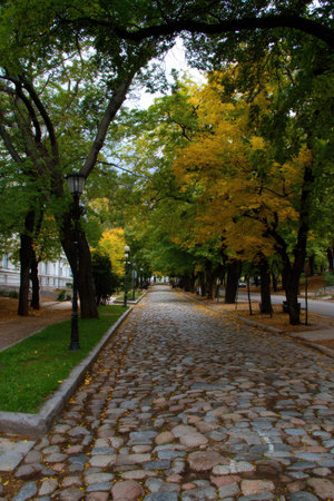 A cobblestone pathway leads through a park, flanked by tall trees with vibrant green and yellow foliage. The composition is a vertical shot, focusing on the textures of the stones and the canopy. The lighting is natural, suggesting a bright day. It is suitable for editorial, travel, and design projects.の素材