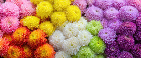 A collection of vibrant chrysanthemum flowers displays an array of colors. The composition highlights textures and shapes within the blossoms. This image, with its rich hues and detail, is suitable for numerous design uses, including decoration and visual assets.の素材