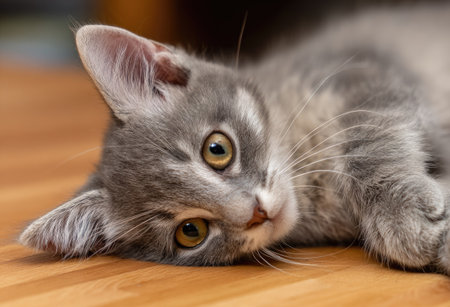 A young grey kitten is captured in a close-up perspective, resting on a wooden surface. The kitten's fur showcases soft textures and tonal variations of grey. The composition uses shallow depth of field, focusing attention on the cat. The scene benefits from diffused lighting, implying an indoor environment. This image is suitable for various commercial and editorial uses.の素材
