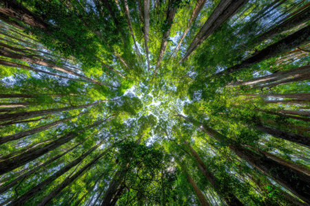 An overhead perspective captures towering trees reaching toward the bright sky. The scene features lush green foliage and sunlight filtering through branches. The composition and natural textures of the forest create a tranquil atmosphere. The image could be used for editorial content or visual assets.の素材