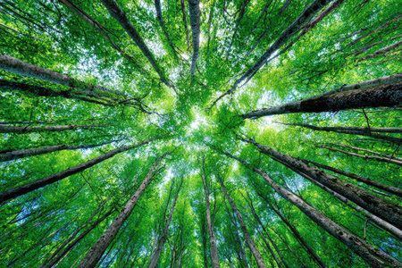 An overhead perspective showcases a vibrant forest canopy bathed in sunlight. The composition features towering trees with lush green foliage and textured bark. The image employs natural lighting, creating a sense of depth and a tranquil atmosphere. Suitable for various commercial and editorial applications.の素材