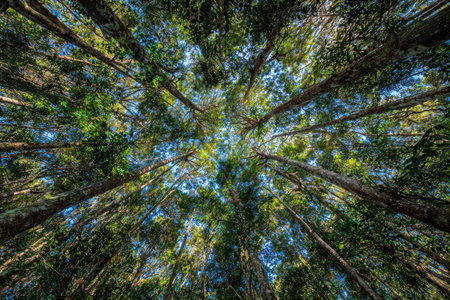 An overhead perspective captures the upward view of numerous tall trees. The image displays the interplay of green foliage and tree trunks against a blue sky. The composition showcases a natural scene, suitable for illustrating environmental concepts. This image can be used for a variety of commercial and editorial applications.の素材