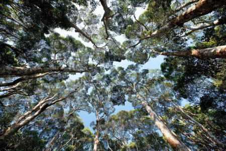 An upward perspective showcases numerous tall trees against a backdrop of bright blue sky. The image captures a daytime setting, highlighting the natural forms and textures of tree trunks and foliage. Suitable for diverse editorial and commercial applications, the photograph offers a sense of scale and environment.の素材