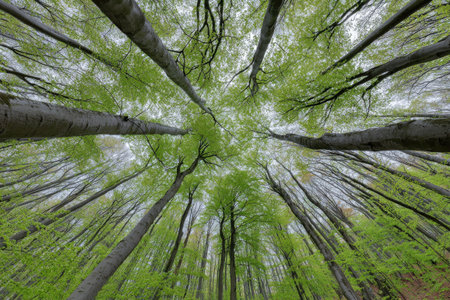 The image presents an upward view through the canopy of tall trees featuring fresh green foliage. The composition emphasizes vertical lines and natural patterns, with a focus on texture and light. This creates a sense of depth and space. Suitable for illustrating themes of nature, environment, or growth and can be used in diverse commercial projects.の素材