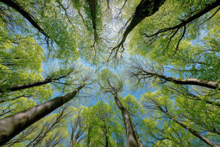 An upward perspective presents tall trees with abundant green leaves against a clear blue sky. The composition showcases a unique overhead view, highlighting the natural patterns of the branches and foliage. This image could be utilized in various projects, including environmental concepts or landscape-themed illustrations.の素材