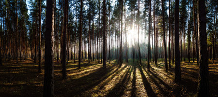 A forest scene featuring tall trees with sunlight piercing through the canopy, creating long shadows. The image displays a natural environment with light and dark contrasts, suggesting a daytime setting. This type of imagery is suitable for various commercial applications, offering a sense of nature and tranquility.の素材