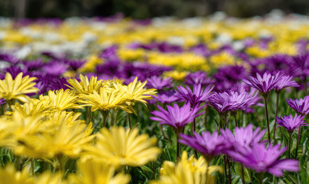 An expansive field showcases an array of yellow and purple flowers, bathed in bright sunlight. The image highlights the textures of the petals and the composition of the field. This vibrant scene suggests a natural outdoor environment, suitable for various commercial and editorial applications.の素材