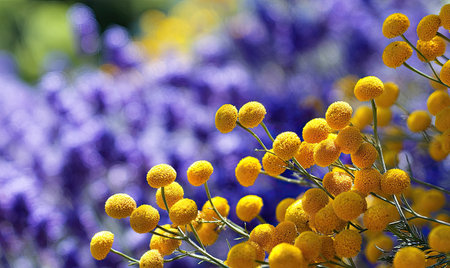 Close-up captures a composition featuring bright yellow flowers in focus against a blurred background of purple blooms. The scene showcases a shallow depth of field, highlighting textures and natural colors. This image could be suitable for various applications, including decorative design or illustrative purposes in publications.の素材