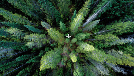 An overhead view captures a dense forest canopy, displaying a variety of evergreen trees. The image reveals differing shades of green, showing the tops of the trees. The style is natural, shot during daylight, suitable for environmental, conservation, or nature-related commercial and editorial applications.の素材