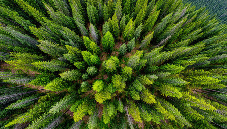 An overhead perspective showcases a dense forest of evergreen trees. The image presents a vibrant display of varying green hues and textures. The composition suggests a natural outdoor environment, perhaps during the day. This image may be suitable for editorial or commercial applications.の素材