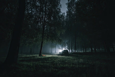 A vehicle with illuminated headlights emerges from a shadowy forest, creating a path of light. The scene is predominantly dark, with trees silhouetted against the sky. The image exhibits a moody atmosphere, enhanced by the interplay of light and shadow, potentially suitable for editorial or advertising campaigns.の素材
