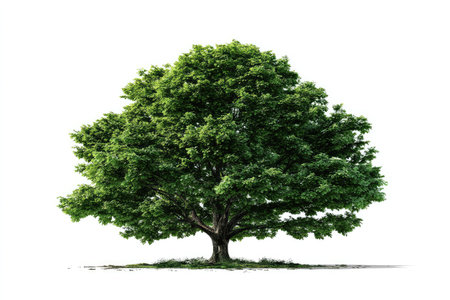 An isolated image features a vibrant green tree set against a stark white background. The tree showcases a full canopy of lush foliage, with intricate textures visible throughout. The lighting appears bright and even, illuminating the natural details. Suitable for various commercial and editorial applications.の素材