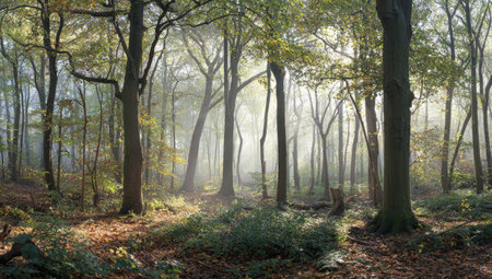 This image depicts a vibrant forest scene. Tall trees dominate the view, with sunlight penetrating through the canopy, creating a misty atmosphere. The composition features natural tones, highlighting the textures of bark and foliage. Suitable for nature-themed projects, environmental illustrations, and editorial content.の素材