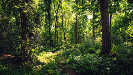 A dense forest scene features tall trees and abundant green foliage. Sunlight filters through the canopy, illuminating the undergrowth. The composition showcases natural textures and varied shades of green, suggesting a daytime environment. Suitable for diverse commercial and editorial applications.の素材