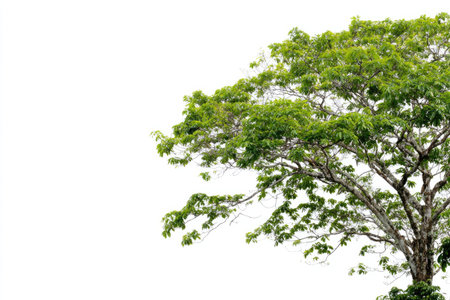 A tree's vibrant green canopy contrasts against a plain white background. The image displays detailed textures and bright color. It is likely suitable for commercial purposes such as website design, advertising, or educational materials, offering ample space for text or graphic elements.の素材