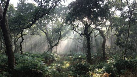 A tranquil forest scene reveals sunlight filtering through the dense canopy, illuminating the undergrowth. The composition features lush green foliage, tall trees, and atmospheric light rays. This natural setting could be suitable for environmental themes, nature publications, or artistic projects needing a serene backdrop.の素材