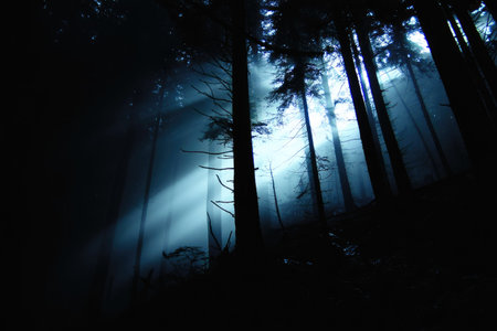 A dramatic forest scene features tall tree silhouettes against bright beams of light. The composition highlights vertical lines with strong contrast between the dark shadows and the illuminated areas. The image presents a moody, atmospheric quality, ideal for visual storytelling or conceptual projects. This could be used for various commercial and editorial purposes.の素材