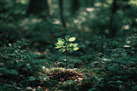 A small plant stands alone in a forest environment, its green leaves illuminated by sunlight. The image showcases a natural color palette, with a shallow depth of field blurring the background. Suitable for commercial use, this image could be used to illustrate themes of growth, sustainability, or the natural world.の素材