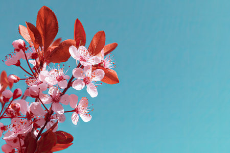 This image showcases a cherry blossom branch with delicate pink flowers and contrasting red leaves. The composition uses natural lighting to highlight the textures, set against a vibrant blue backdrop. It could be utilized in various projects, including advertising, design, or editorial content, offering a visually appealing aesthetic.の素材