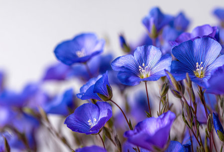 This image showcases a close-up view of bright blue flowers with delicate petals, set against a plain white background. The composition highlights the flowers' textures and colors, suggesting a natural or cultivated environment. Suitable for a variety of commercial applications, including decorative projects and design elements.の素材