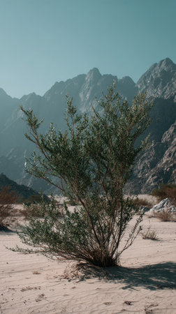 A solitary shrub stands in a desert landscape against a backdrop of large mountains. The image showcases a natural environment under a clear, light-blue sky. The composition emphasizes the textures of sand, rocks, and plant life, suitable for various visual projects.の素材