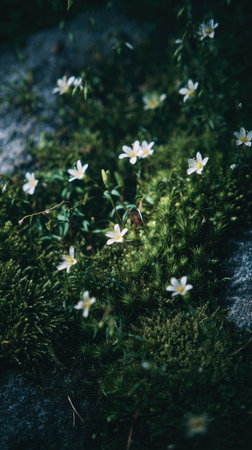 A cluster of small, white flowers flourishes amid vibrant green moss, creating a visually rich scene. The image presents a close-up view, showcasing a natural composition with textured elements and soft lighting. This image could be used for various purposes, including decorative art and nature-related content.の素材