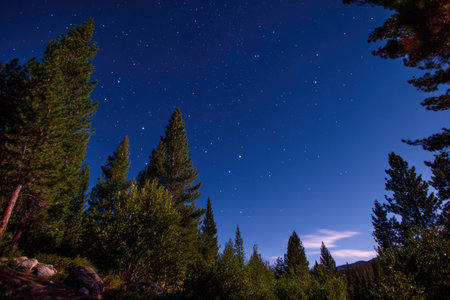This image captures a night scene dominated by a clear, dark blue sky filled with stars. Tall evergreen trees frame the view, their silhouettes contrasting against the illuminated sky. The composition features natural lighting, suitable for various editorial and commercial applications.の素材