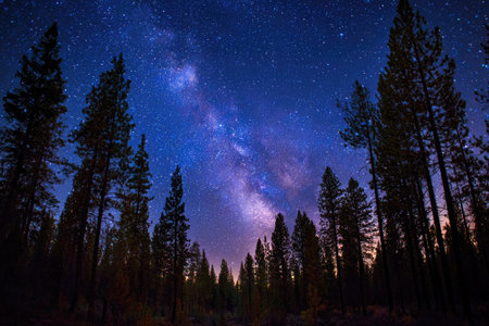 A majestic view captures the night sky filled with stars, including the Milky Way, over a forest of silhouetted pine trees. The image showcases a dark blue and purple color palette, with natural lighting and a low-angle perspective. This scene could be used for educational materials or artistic projects.の素材