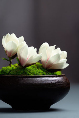 Three white magnolia flowers, with delicate petals, bloom from lush green moss in a dark brown ceramic pot. The composition is set against a smooth, dark gray backdrop, with soft lighting enhancing the textures. This image could be used for various editorial or commercial projects related to beauty and nature.の素材