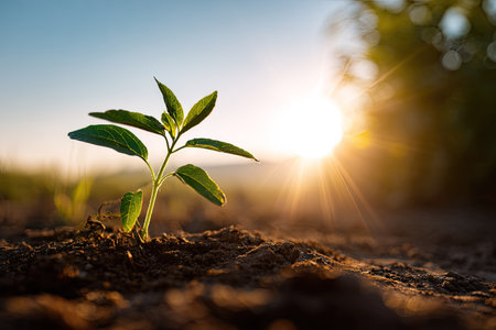 A young plant sprouts from dark soil with bright sunlight in the background. Green leaves contrast against the earth tones, creating a natural scene. The image features shallow depth of field and is suitable for illustrating growth, nature, or environmental themes, with potential uses in educational or promotional materials.の素材