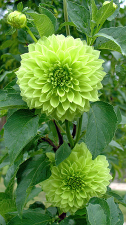 Two green dahlia flowers are captured in full bloom, showcasing a detailed, layered petal structure. The close-up view highlights the vibrant green hue of the flowers and surrounding leaves. Natural sunlight illuminates the floral arrangement, which appears to be in a garden setting. Suitable for various applications including decorative, design, and editorial content.の素材