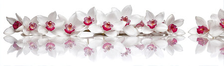A row of white orchid flowers with red centers is displayed against a white background, with a subtle mirrored reflection below. The composition focuses on delicate petals and a clean aesthetic. The image could be used for various design purposes, including beauty, floral arrangements, or as a decorative element.の素材