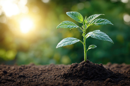 A close-up captures a small, green plant emerging from dark soil under bright sunlight. The image showcases vibrant green leaves against a blurred, natural background, with warm, golden light. This photo's composition suggests concepts of growth, nature, and environmental themes, ideal for various commercial projects.の素材
