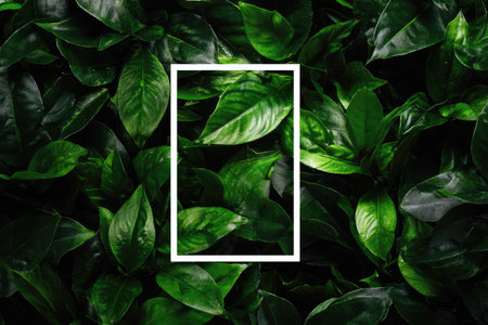 A lush background of green leaves features a white rectangular frame. The image showcases various shades of green with highlights and shadows. This composition could be used for design, environmental themes, product placement, or other commercial and editorial purposes. The lighting is natural.の素材