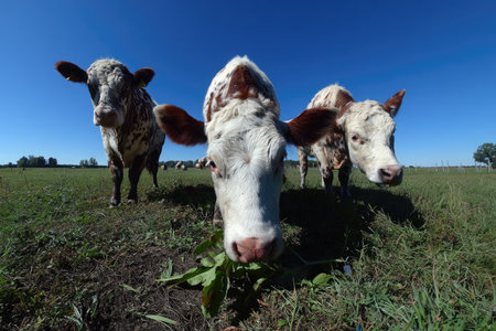 Three cows with brown and white patches are captured from a low-angle perspective in an open field. The cows are set against a bright blue sky, suggesting a sunny day. The grass is green, and the overall composition is simple. This image could be used in various commercial or editorial contexts.の素材