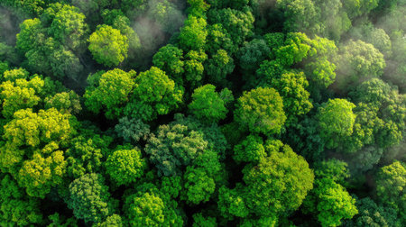 An aerial shot reveals a dense forest canopy comprised of various shades of green. The image highlights the texture of the trees, illuminated by sunlight. This vibrant display suggests a natural setting. This image can be used for environmental, nature, or landscape-related projects.の素材