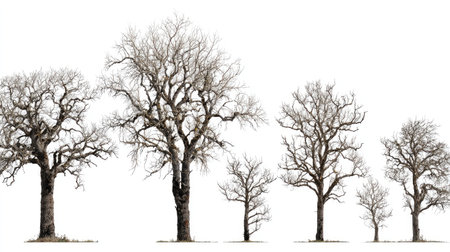 Several leafless trees are arranged in a row, their dark branches contrasting against a bright white backdrop. The trees vary in size and shape, showcasing a natural, slightly irregular arrangement. This image, with its high key aesthetic, could be useful for various design projects, providing visual elements.の素材