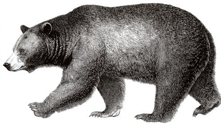 A detailed illustration depicts a black bear in profile, walking across a white background. The image features a textured, grayscale style, emphasizing fur and body definition. This graphic may be used for educational materials, wildlife publications, or various design projects.の素材