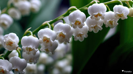 A close-up captures the details of lily of the valley blossoms. The image showcases small, white bell-shaped flowers with yellow centers, set against green foliage. The composition uses natural lighting, with a shallow depth of field. Suitable for various editorial and commercial projects.の素材
