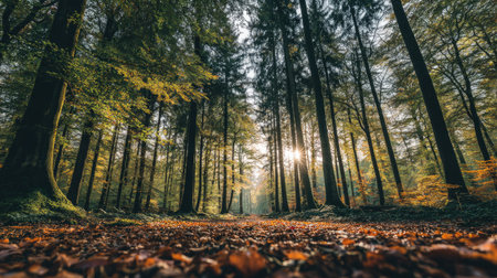 A forest scene showcases towering trees reaching upwards. The image features a path covered in fallen leaves. Golden sunlight filters through the canopy creating a warm ambiance. This photograph may be used in various contexts, including educational materials or environmental campaigns.の素材